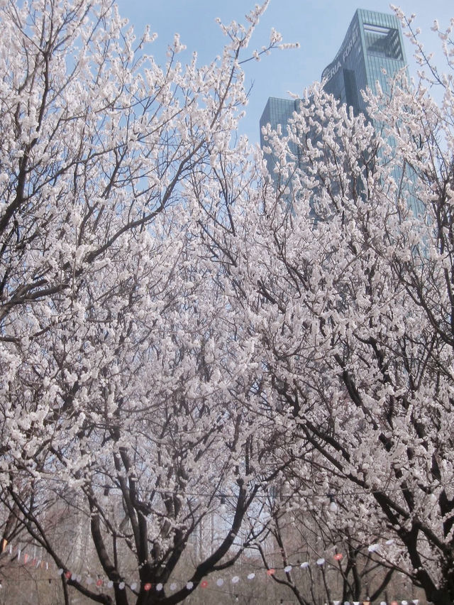Sakura strolls