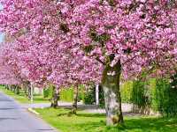 Helensburgh Blossom