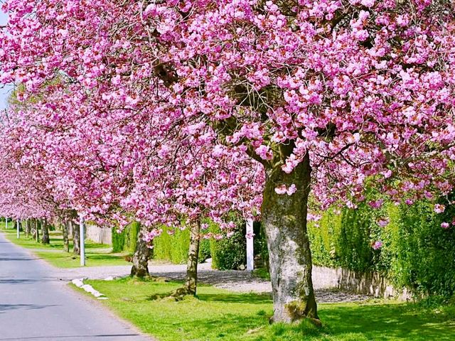 Helensburgh Blossom