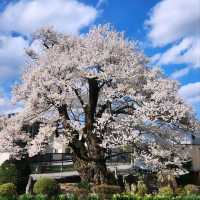 Sakura with a View