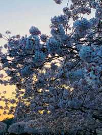 Changwon in Bloom: Experience the Magic of the Jinhae Cherry Blossom Festival
