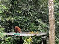 Semenggoh Wildlife Centre