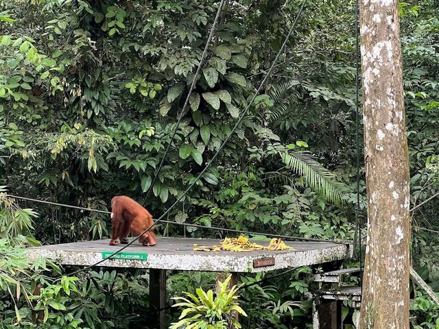 Semenggoh Wildlife Centre