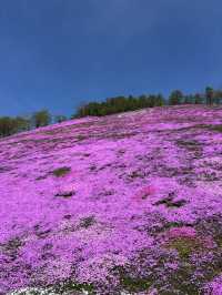 ひがしもこと芝桜公園で春の絶景体験！ピンクのじゅうたんに包まれる感動スポット