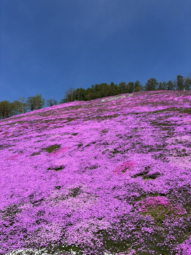 ひがしもこと芝桜公園で春の絶景体験！ピンクのじゅうたんに包まれる感動スポット
