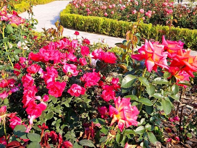 The Rose Garden at Ilsan Flower Festival