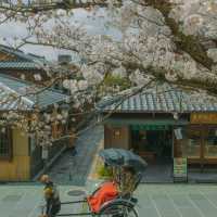 Japan – Sakura Nights Under the Lantern Glow