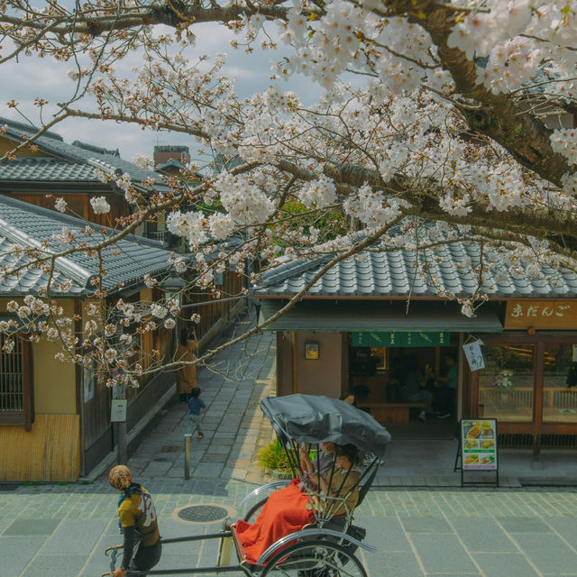 Japan – Sakura Nights Under the Lantern Glow