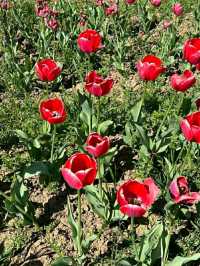 Asia’s Largest Tulip Garden: Indira Gandhi Memorial Tulip Garden, Srinagar