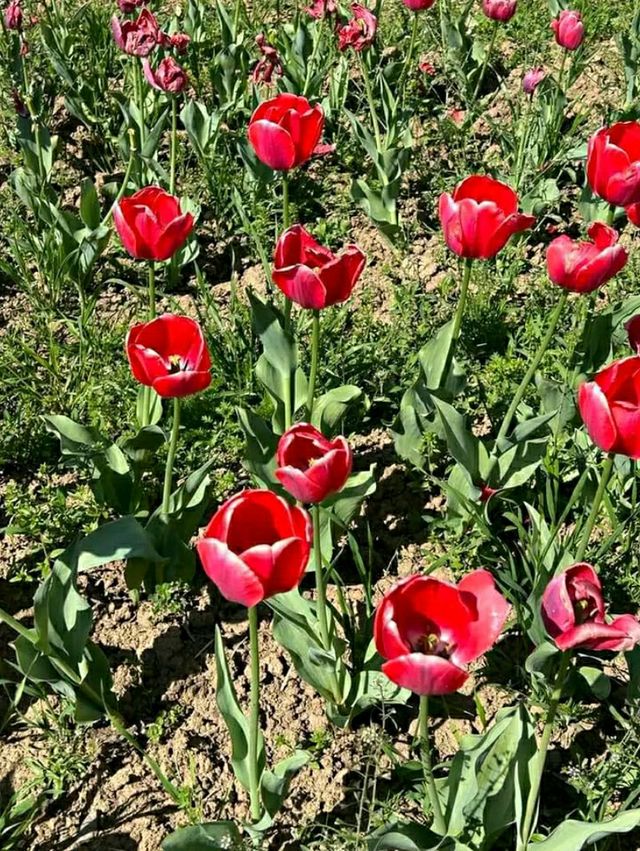 Asia’s Largest Tulip Garden: Indira Gandhi Memorial Tulip Garden, Srinagar