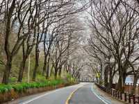 SEOMJINGANG CHERRY BLOSSOM ROAD | GURYE’S RIVERSIDE SPRING WONDER