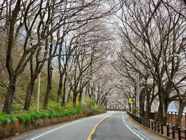 SEOMJINGANG CHERRY BLOSSOM ROAD | GURYE’S RIVERSIDE SPRING WONDER