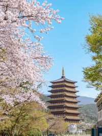 Gyeongju’s Picture-Perfect Spot – Cherry Blossoms & Jungdo Tower in One Frame
