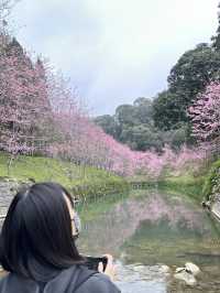 衫林溪🌲專屬櫻花河道櫻花林🌸