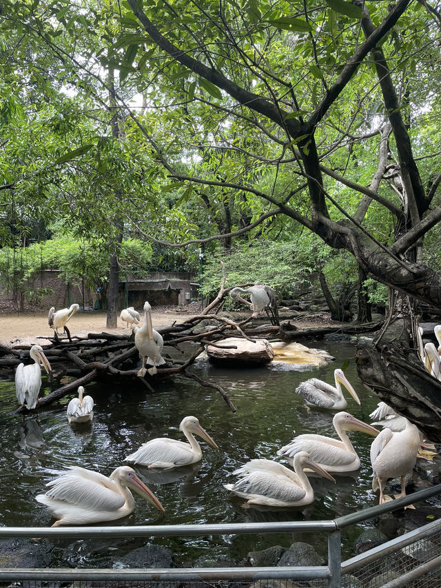 Wildlife experience in Safari World Bangkok