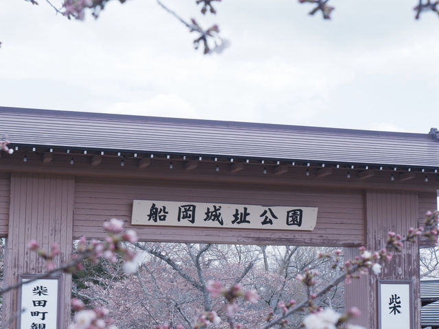 東京至東北攻略：船岡公園賞櫻