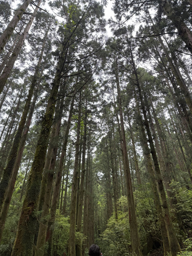 【屋久島】パワーを頂く旅