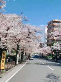 A Pink Symphony at Mochio Park