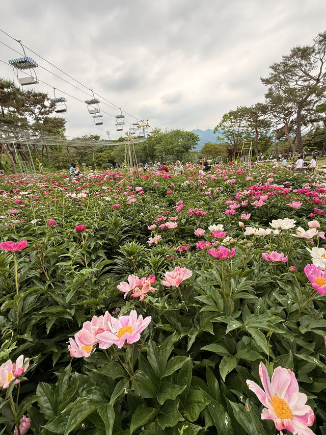 🌳 Discover Nature and Fun at Seoul Grand Park! 🦁
