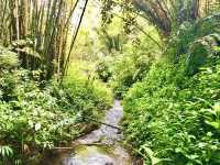 Akaka Falls State Park – Big Island