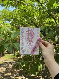 🌸⛩️**【桜神宮｜東京・世田谷】