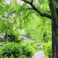 Jeonju Hanok Village: Where Tradition and Modernity Harmonize