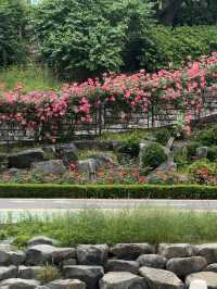 首爾玫瑰花季🌹中浪川玫瑰花公園