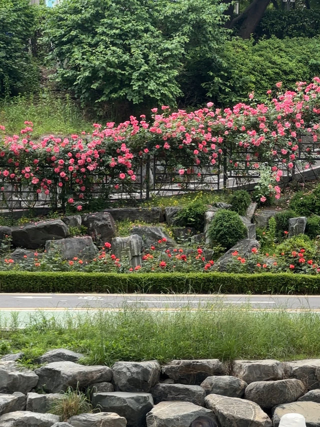 首爾玫瑰花季🌹中浪川玫瑰花公園