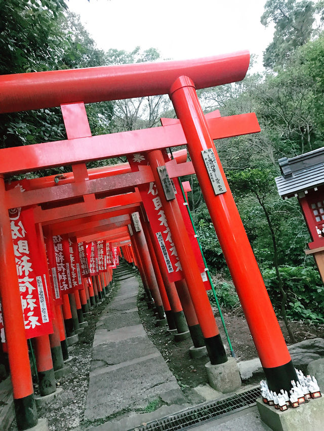 【鎌倉　佐助稲荷神社から源氏山へのライトトレッキング】