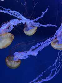 東京墨田水族館｜企鵝控不能錯過的城市療癒角落