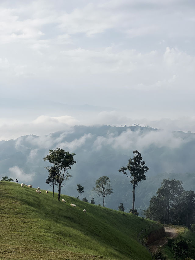 อาข่าฟาร์ม ดอยช้าง 🐑⛰️