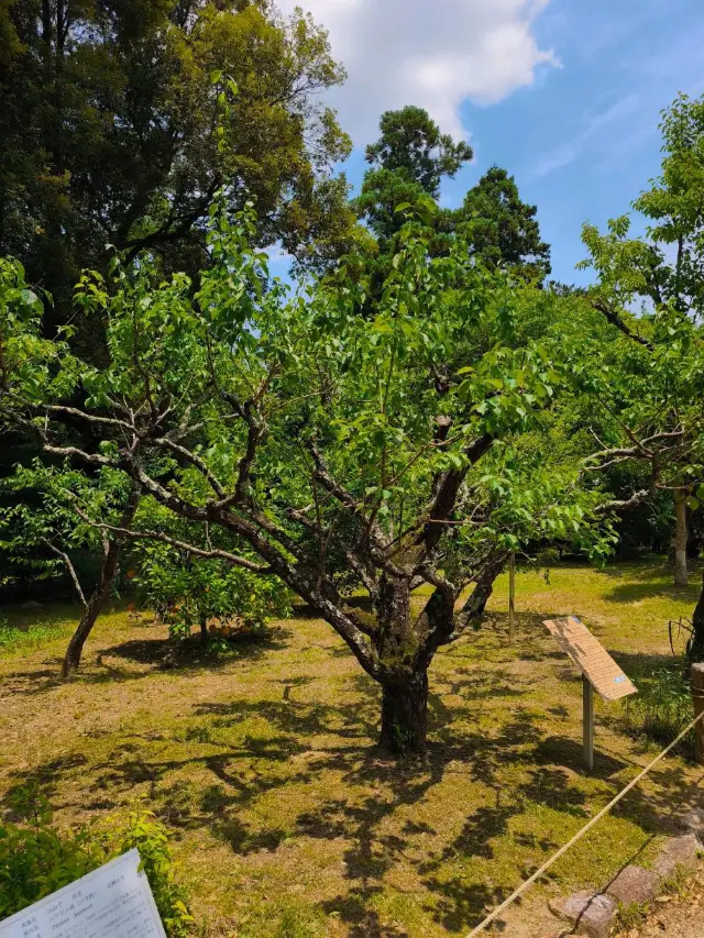 Nara park - must visit place in Japan