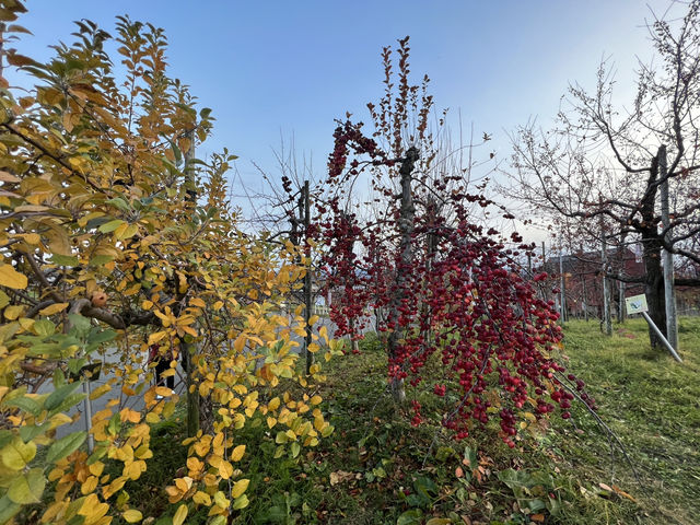 🍎 Apple Wonderland in Hirosaki – A Family Delight!