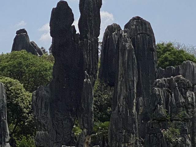 Must Visit - Magical Sone Forest Yunnan , UNESCO site 