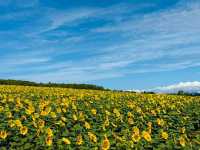 Hokuryu Sunflower Village