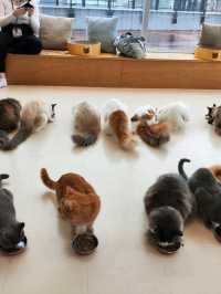 Harajuku Cat cafe that boosts your mood!