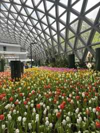 🌷 สวนทิวลิปที่ดีต่อใจ ฉบับอัพเดทปี 2025