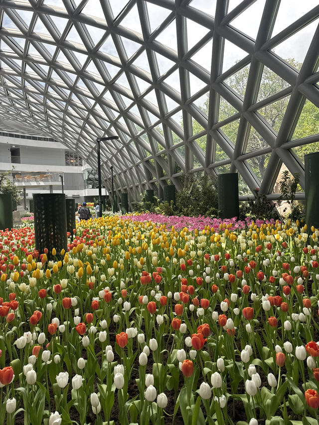 🌷 สวนทิวลิปที่ดีต่อใจ ฉบับอัพเดทปี 2025