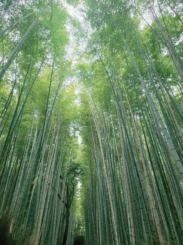 Arashiyama Bamboo Grove