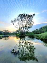 The variety of flora in the vast Water Lily Gardens