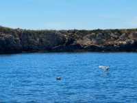 Revisiting Krk: My "Golden Island" Mediterranean Paradise! ☀️🏝️
