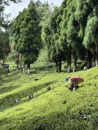 【インド・ダージリン Happy Valley Tea Garden】本場ダージリンティーを五感で味わう場所