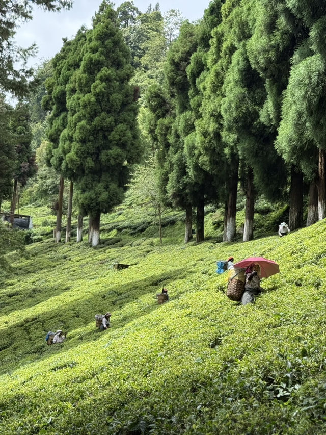 【インド・ダージリン Happy Valley Tea Garden】本場ダージリンティーを五感で味わう場所