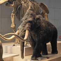 The Shanghai Natural History Museum
