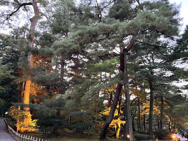 🍁漫步金澤兼六園：與光影共舞的日式秘境🌲💫
