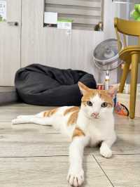 在高雄，遇見一間會「喵」的港味回憶 ——《貓之家俱樂部 Cat’s Home Club》