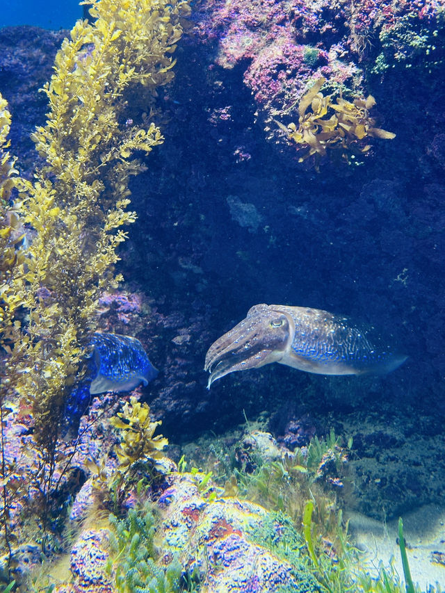 🐋Okinawa Churaumi Aquarium🐋