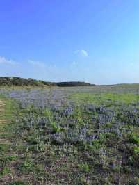 Muleshoe Bend Recreation Area