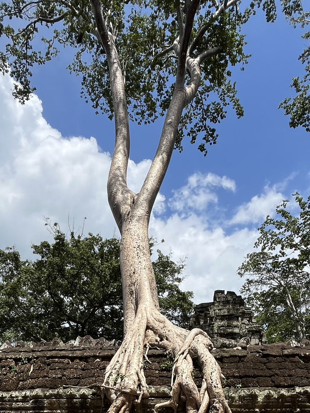 🧝‍♀️ Tomb Raider Vibes at Ta Prohm, Angkor Wat
