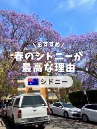 🌸春のシドニーが最高な理由